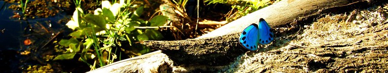 Banner profilu