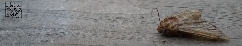 Banner profilu