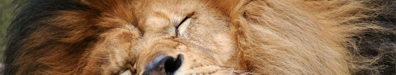 Banner profilu