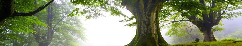 Banner profilu
