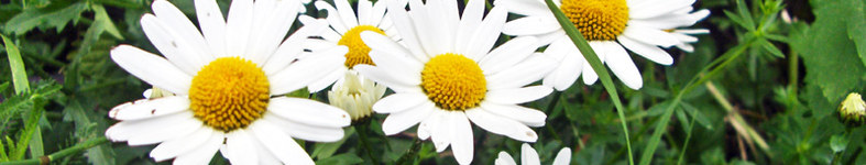 Banner profilu