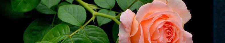 Banner profilu