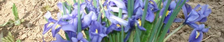 Banner profilu