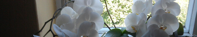 Banner profilu