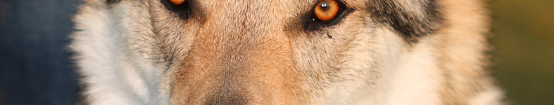 Banner profilu