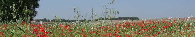 Banner profilu