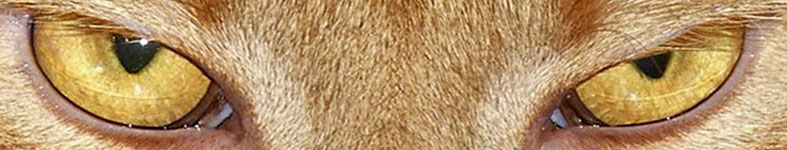 Banner profilu