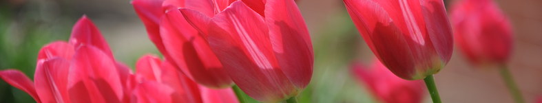 Banner profilu