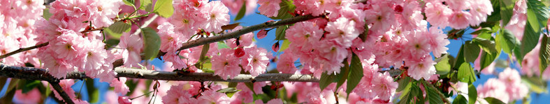 Banner profilu