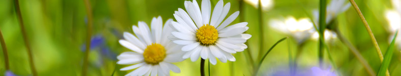 Banner profilu
