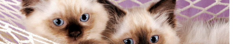 Banner profilu