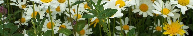 Banner profilu
