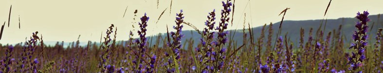 Banner profilu