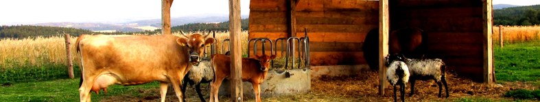 Banner profilu