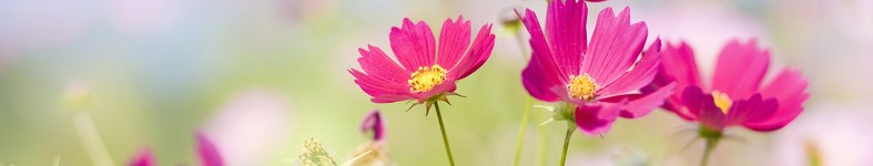 Banner profilu