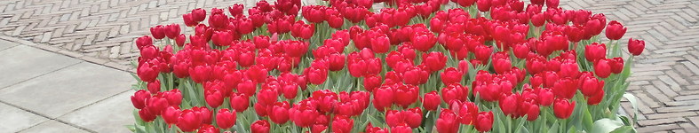 Banner profilu
