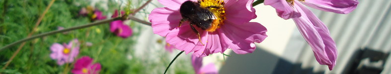 Banner profilu