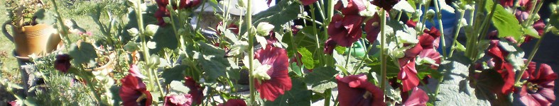 Banner profilu