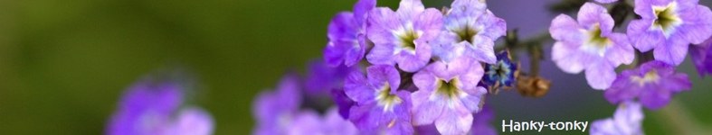 Banner profilu