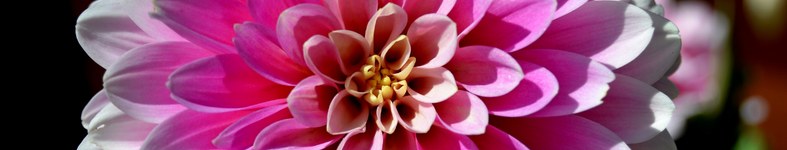 Banner profilu