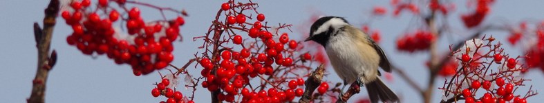 Banner profilu