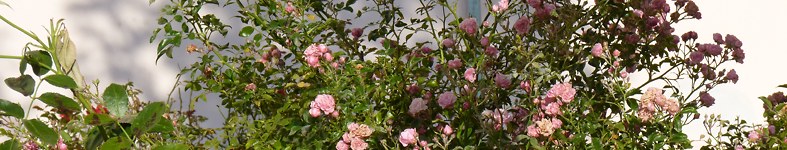 Banner profilu