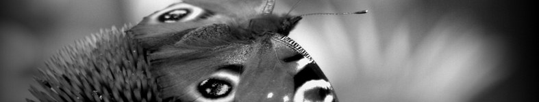 Banner profilu