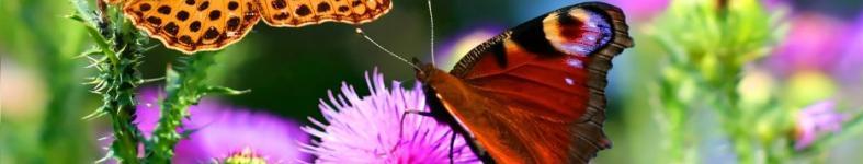 Banner profilu