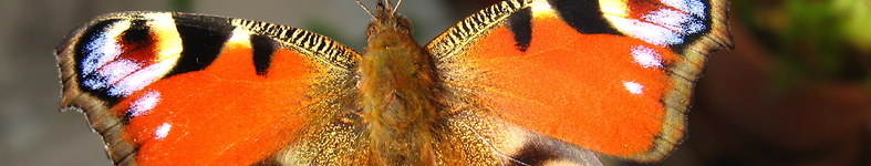 Banner profilu