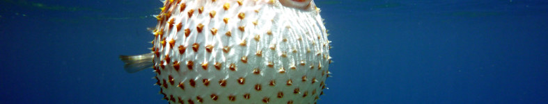 Banner profilu
