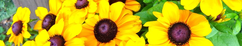Banner profilu