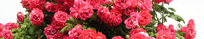 Banner profilu