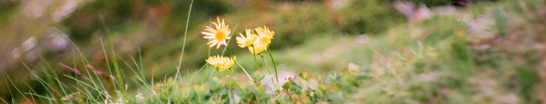 Banner profilu