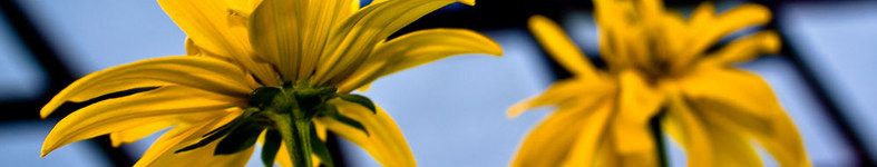 Banner profilu