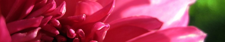 Banner profilu