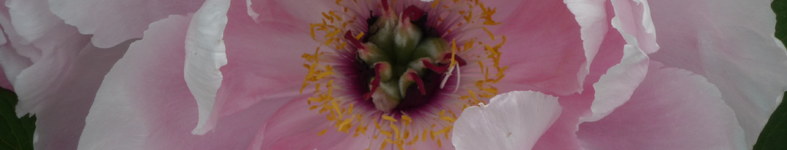 Banner profilu