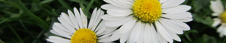 Banner profilu