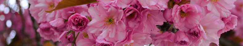 Banner profilu