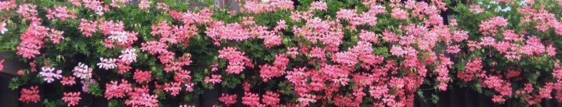 Banner profilu