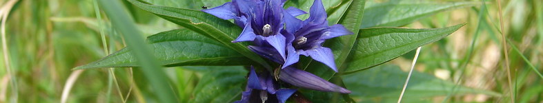 Banner profilu