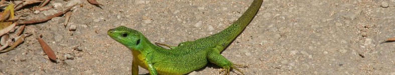 Banner profilu
