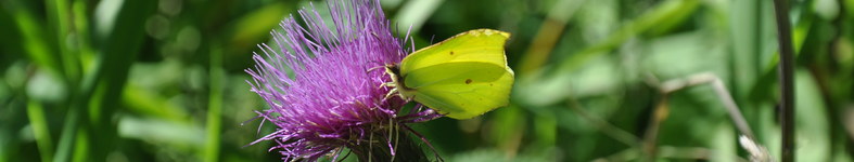 Banner profilu