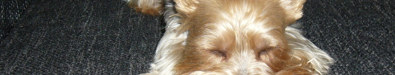 Banner profilu