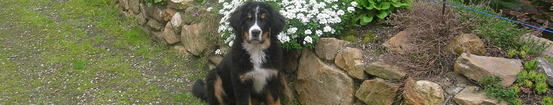 Banner profilu