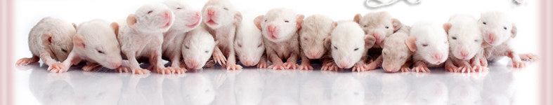 Banner profilu
