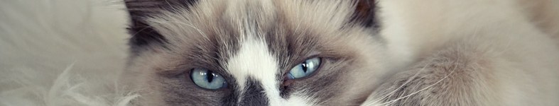 Banner profilu