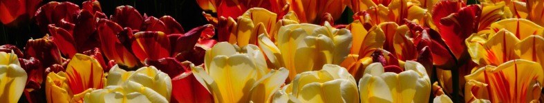 Banner profilu