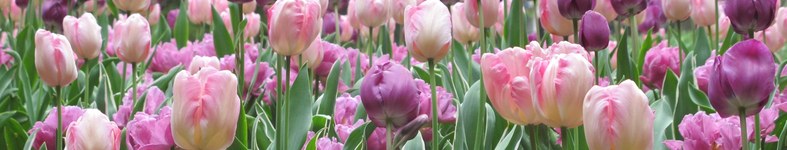 Banner profilu