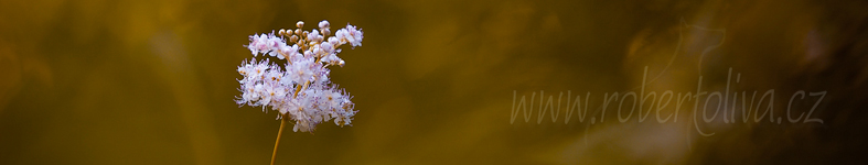 Banner profilu