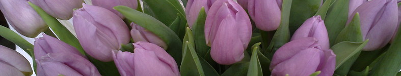 Banner profilu
